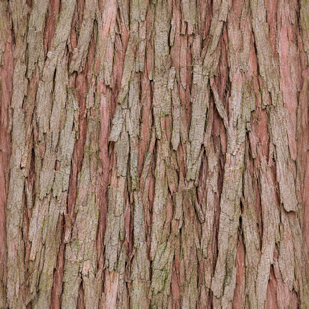 Rose Brown Peeling Tree Bark Texture