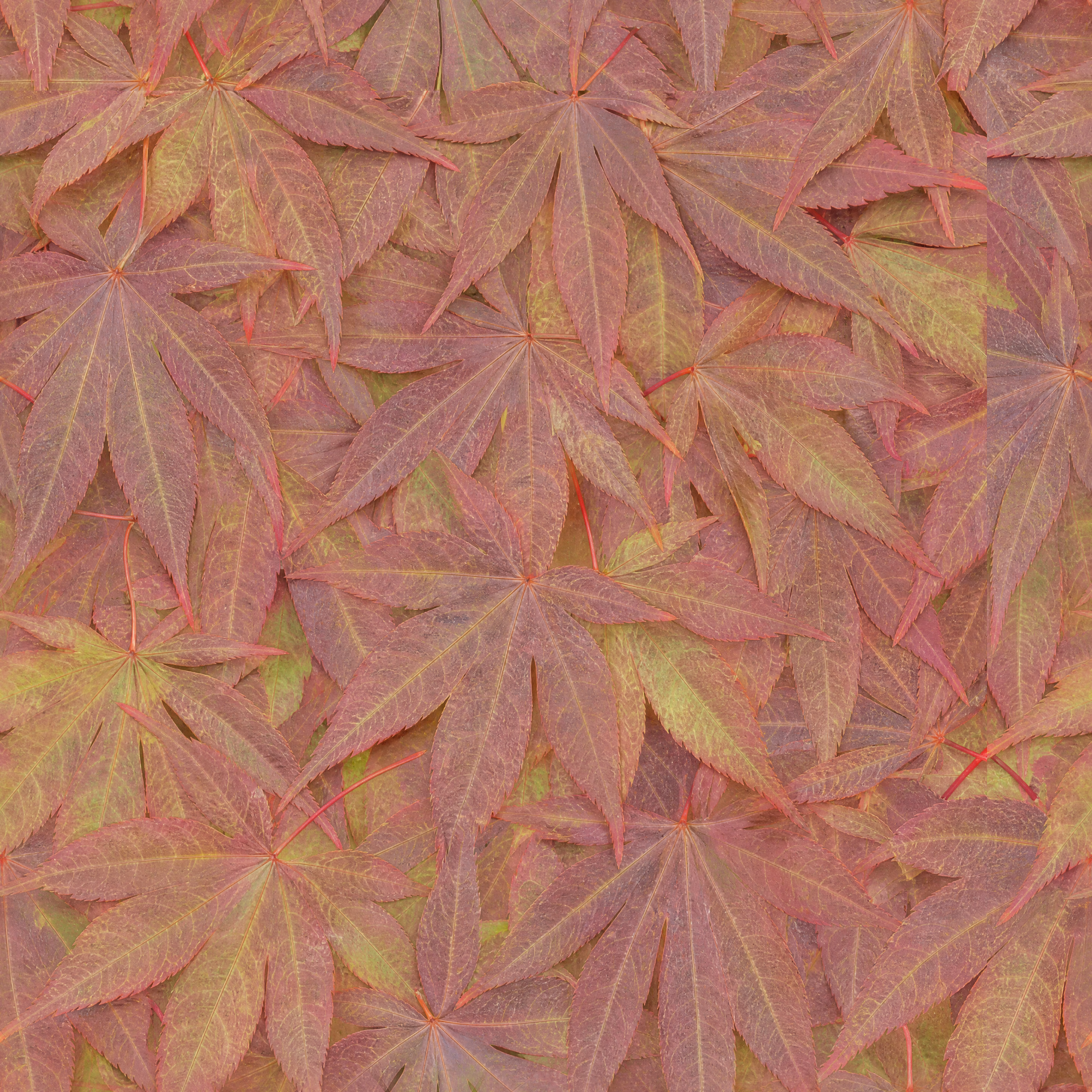Dusty Red And Green Maple Leaves Texture preview showing a natural foliage texture